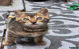 Bengal cats for sale: ✨ Bengal Kittens Looking for Loving Homes ✨ - Image 10