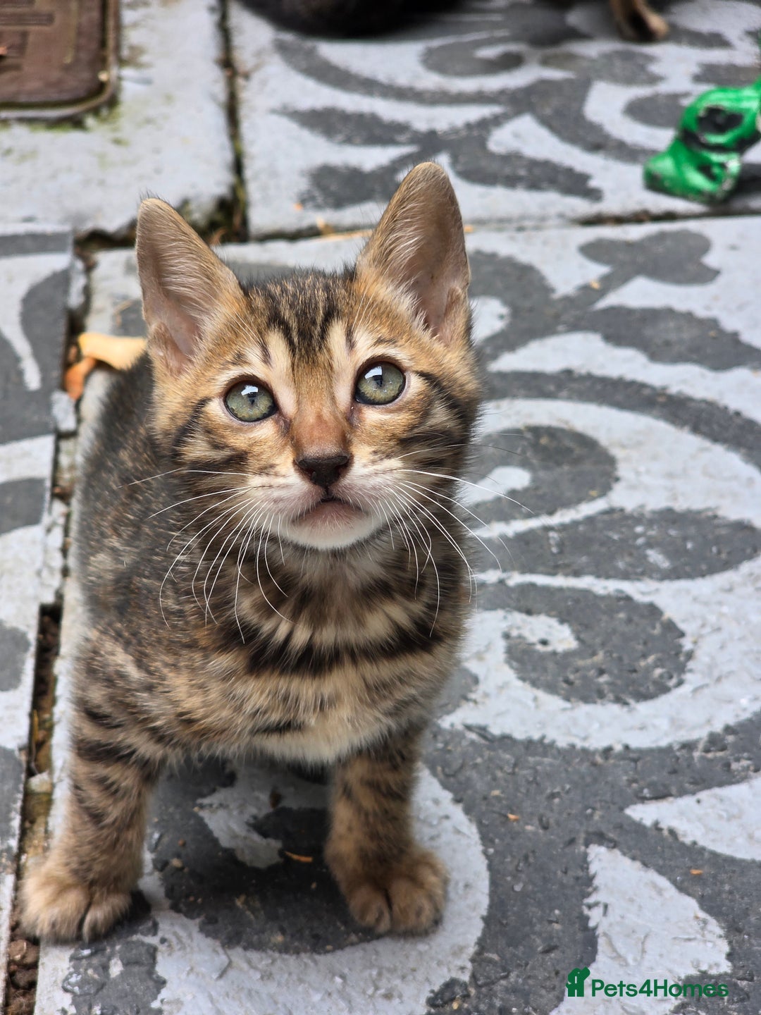 Bengal cats for sale: ✨ Bengal Kittens Looking for Loving Homes ✨ - Image 10