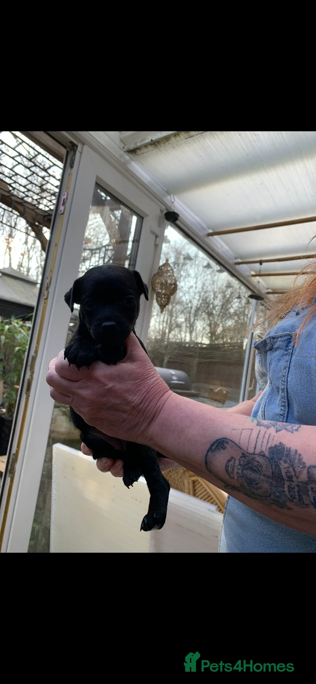 Patterdale Terrier dogs for sale: Quality Patterdales Puppies for sale - Advert 13