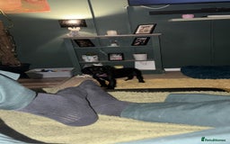 Cocker Spaniel dogs for sale: 12 week old cocker spaniel - Image 7