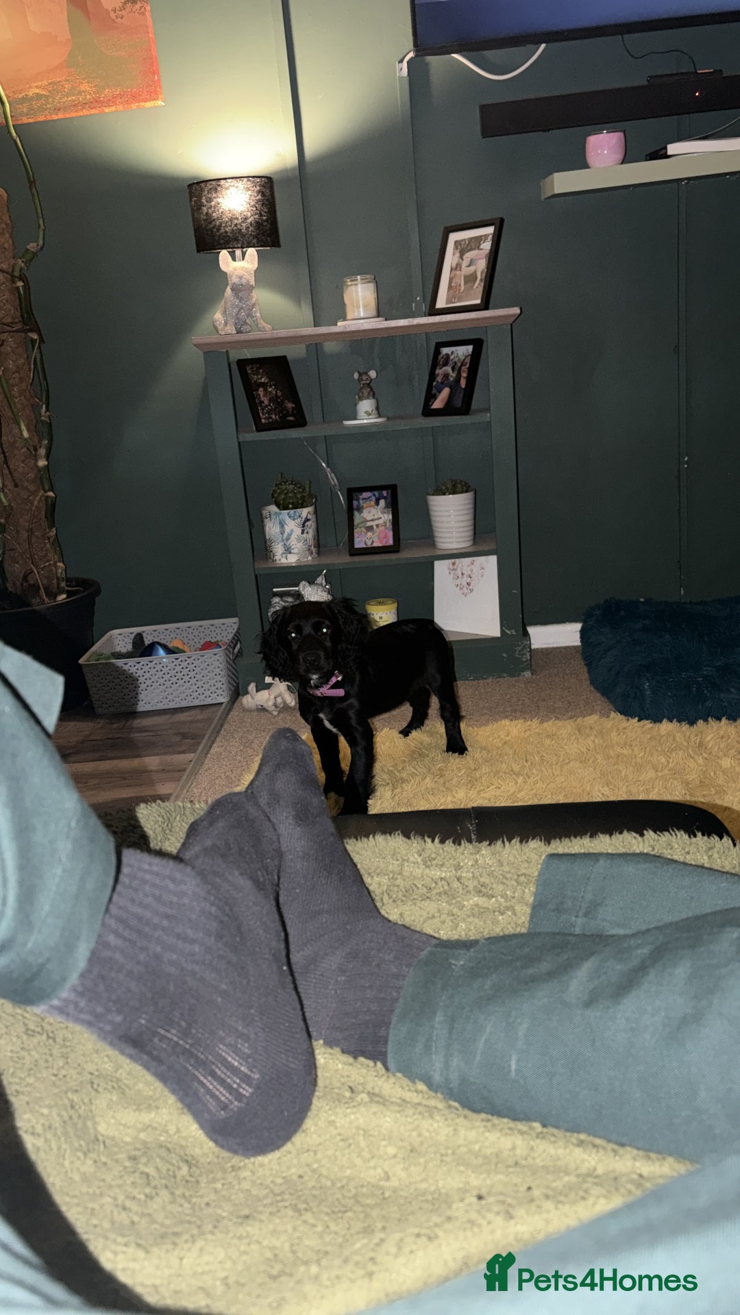 Cocker Spaniel dogs for sale: 12 week old cocker spaniel - Image 7