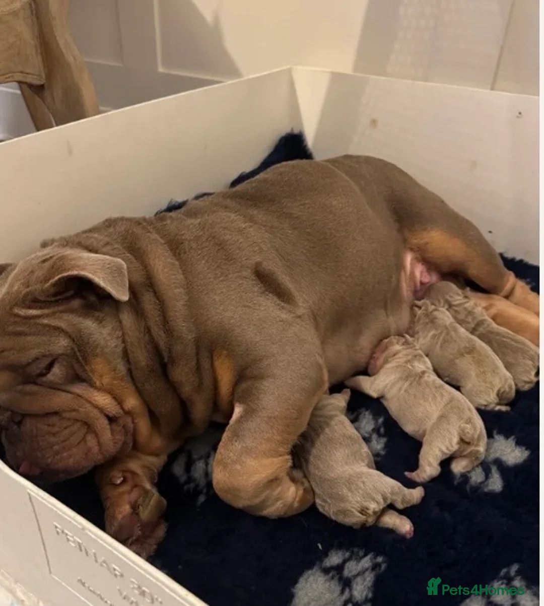 English Bulldog dogs for sale: English bulldog puppy kc registered  - Advert 2