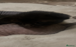 Sphynx cats for sale: Beautiful Sphynx cross orinetal kittens  - Advert 26