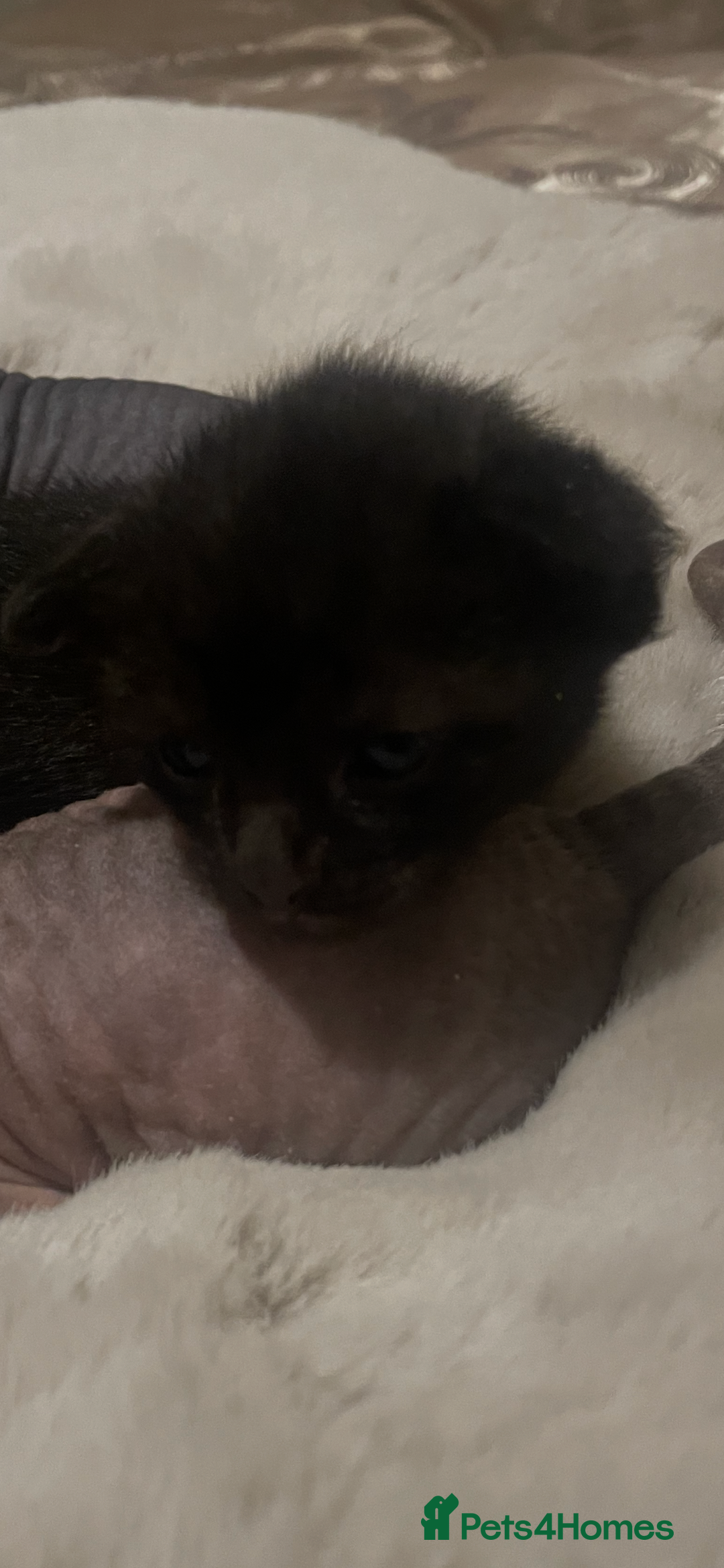 Sphynx cats for sale: Beautiful Sphynx cross orinetal kittens  - Advert 26