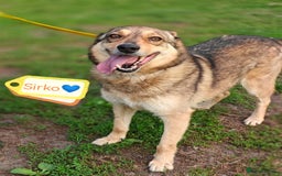 Mixed Breed dogs for adoption: 💙🐶 SIRKO 🐶💙 - Image 3