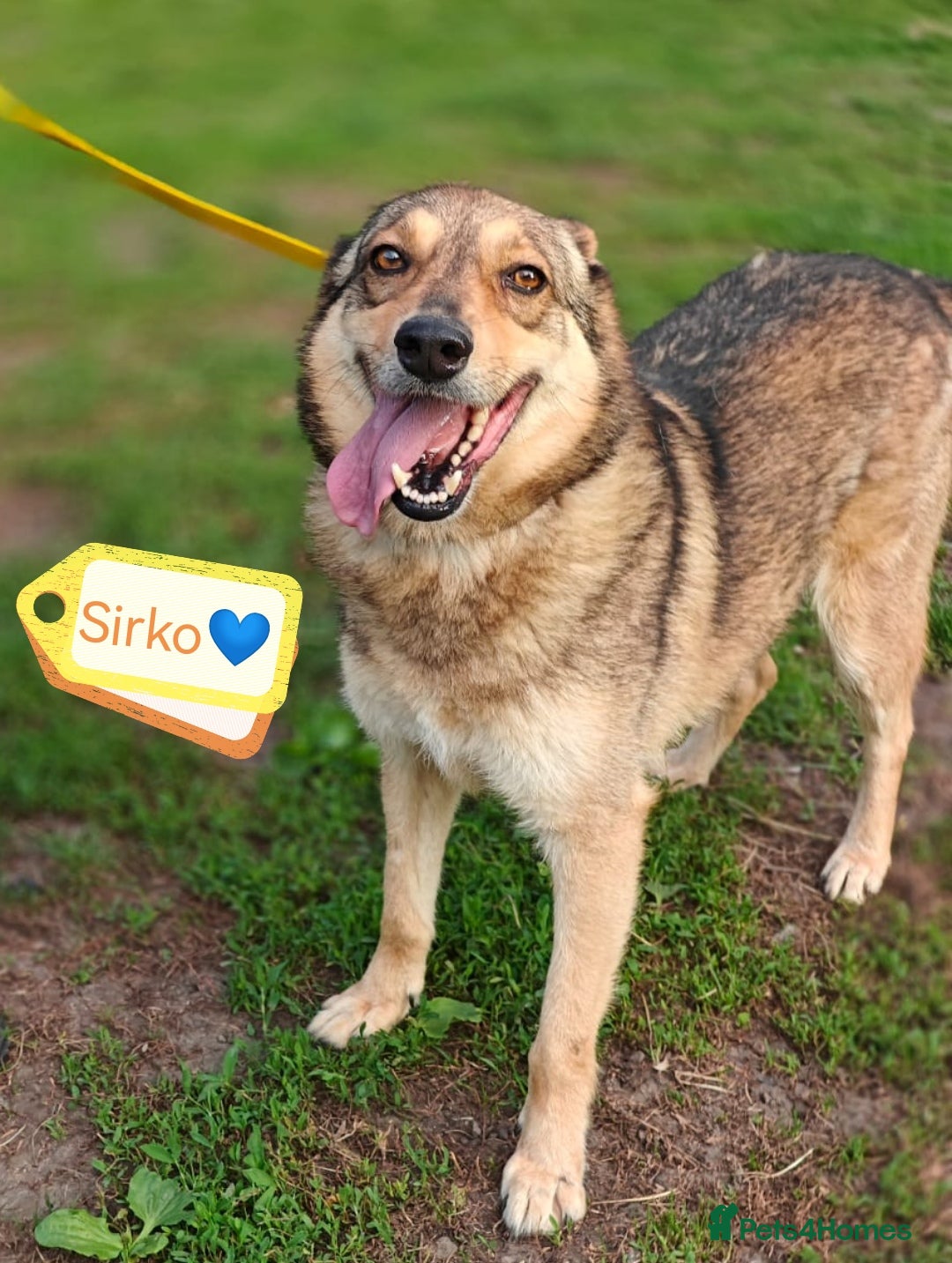 Mixed Breed dogs for adoption: 💙🐶 SIRKO 🐶💙 - Image 3