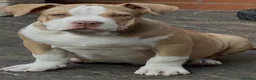 American Bully dogs for sale: American  bully puppies - Advert 9