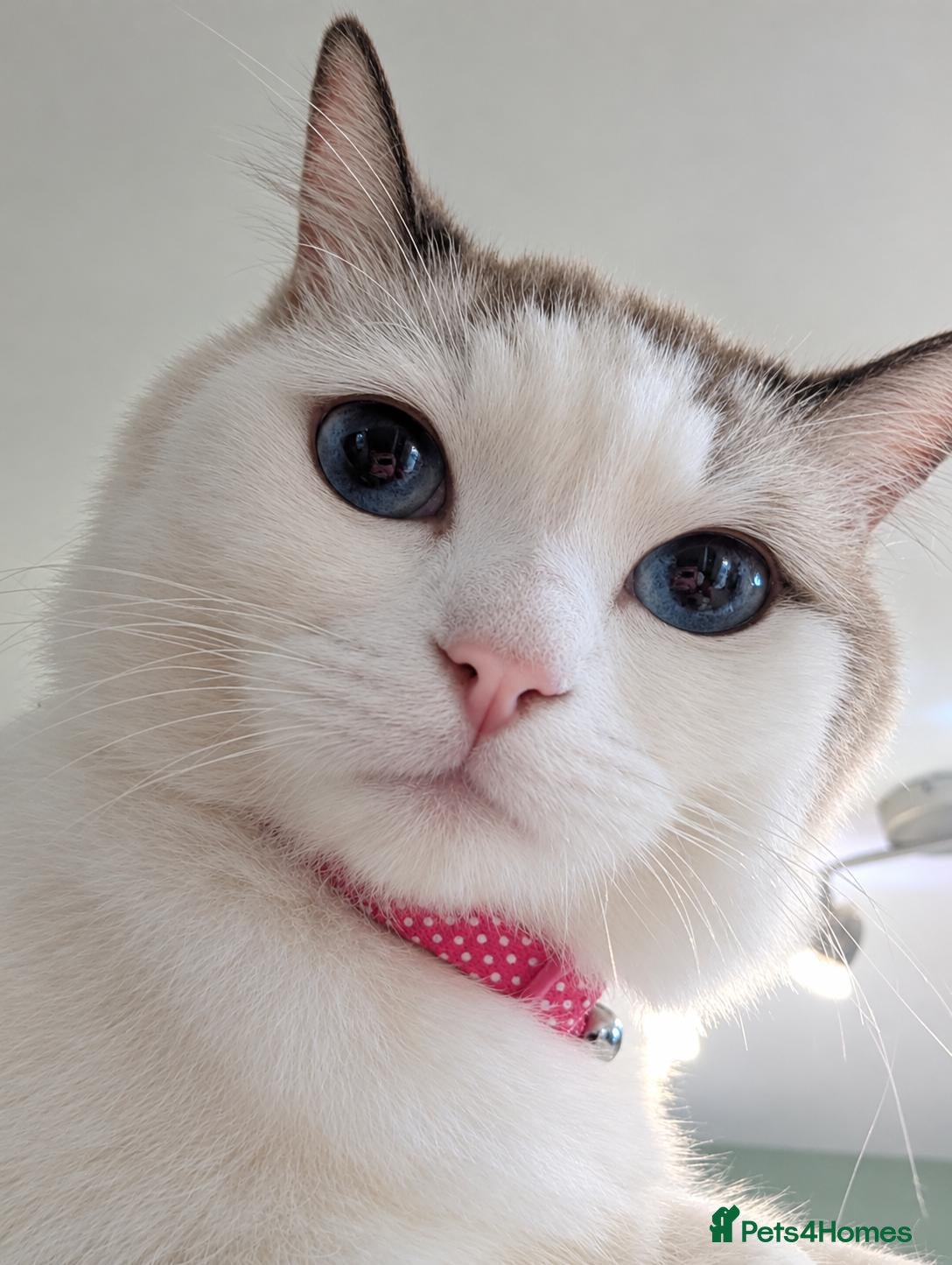 Ragdoll cats Cat for sale  - Advert 2