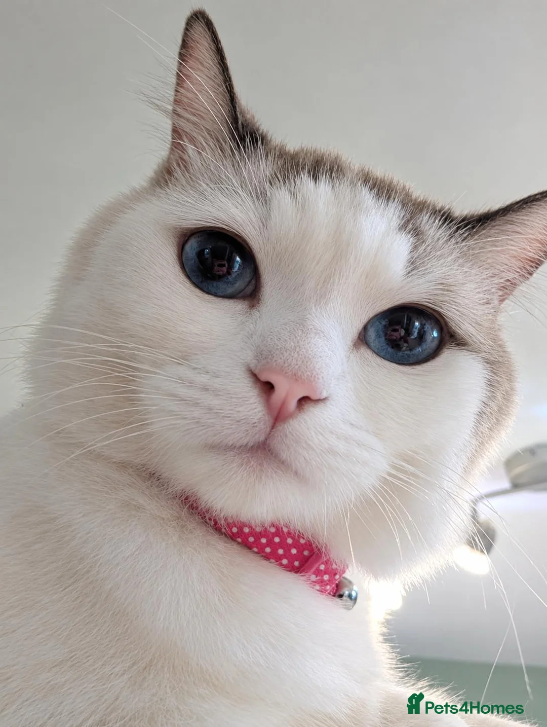 Ragdoll cats for sale: Cat for sale  - Advert 1