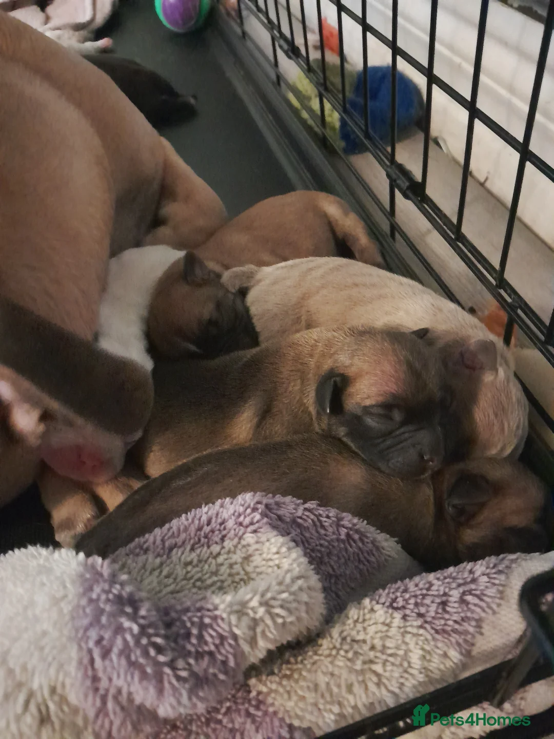 Mixed Breed dogs for sale: Mixed breed - Advert 3