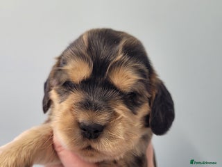 Cocker Spaniel dogs Show cocker spaniels - Advert 8