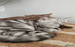 British Shorthair cats for sale: Lovely  British short hair kittens  - Image 25