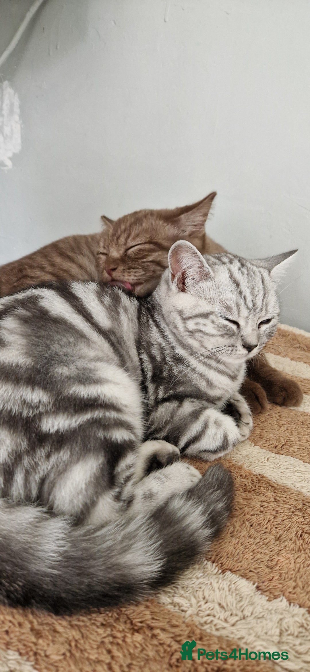 British Shorthair cats for sale: Lovely  British short hair kittens  - Image 25