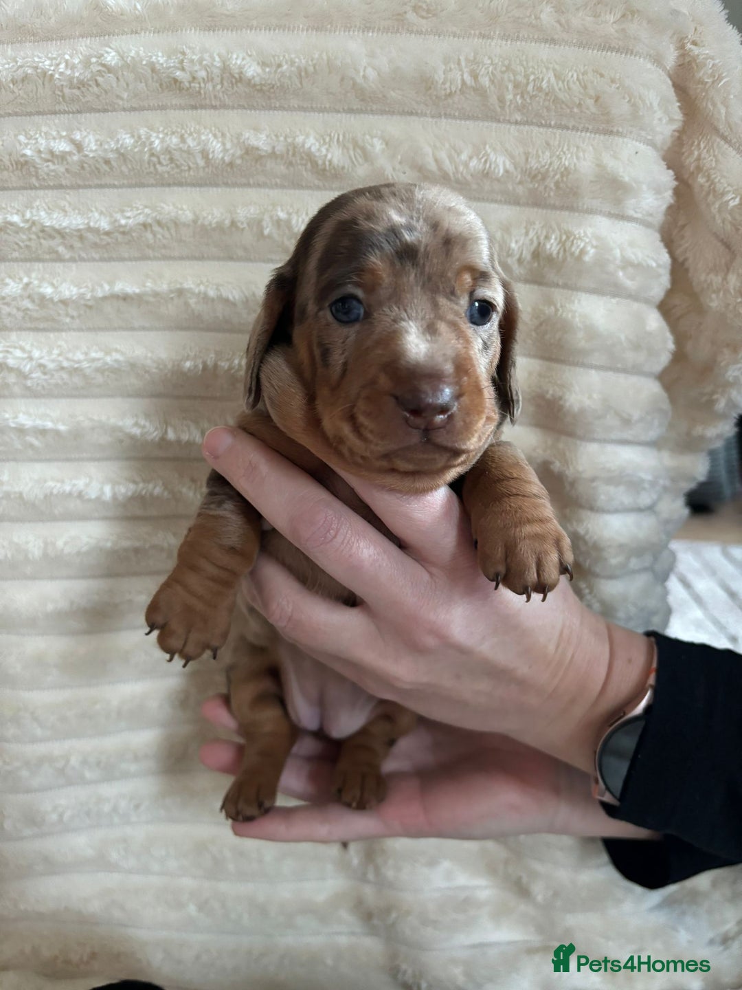 Miniature Dachshund dogs for sale: Miniature Dachshunds  - Advert 5
