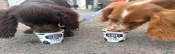 Cocker Spaniel dogs for sale: Two cocker spaniels - Advert 3