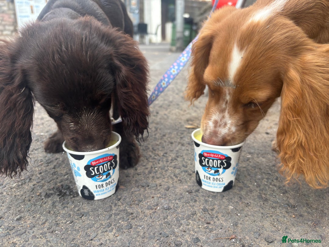 Cocker Spaniel dogs for sale: Two cocker spaniels - Advert 3