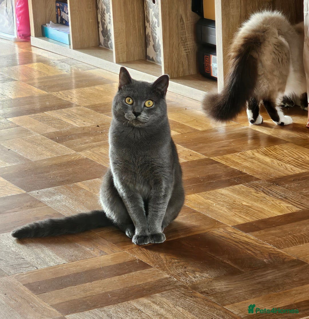 British Shorthair cats for sale: Blue British Shorthair - Nervous boy - Image 2