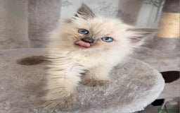 Siberian cats for sale: GCCF champion bloodline siberian nevas - Image 11