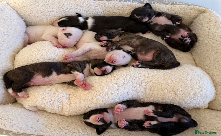 English Bull Terrier dogs Champion line EBT Puppies - Advert 1