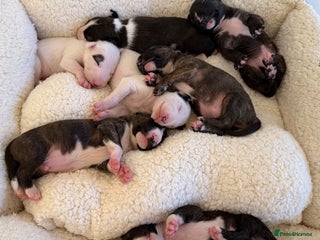 English Bull Terrier dogs K.C Reg Champion line EBT Puppies - Advert 2