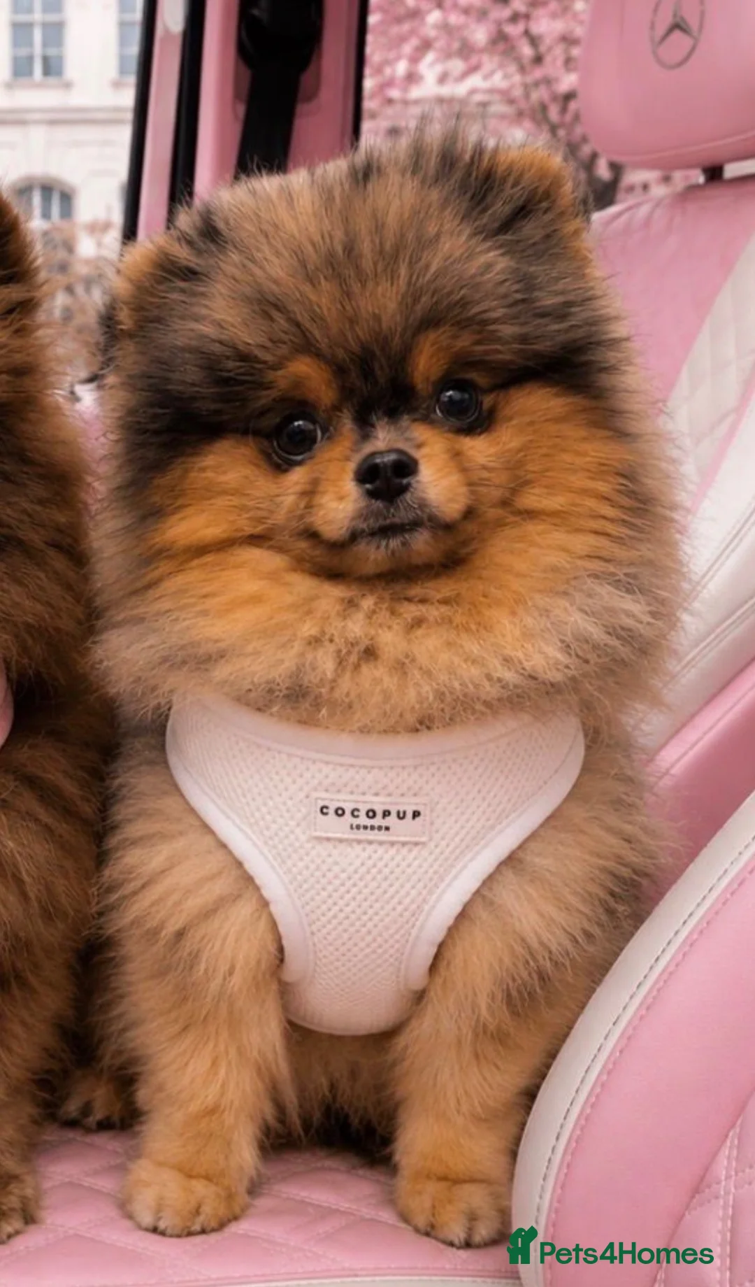 Pomeranian dogs for sale: BEST LOOKING ADULT MERLE BOY  - Advert 3