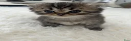 Persian cats for sale: Beautiful Persian Boy  - Advert 4