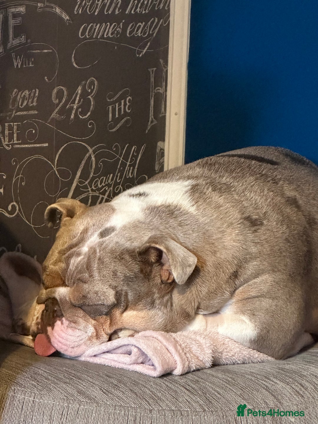 English Bulldog dogs for sale: Bella Baby - Image 9