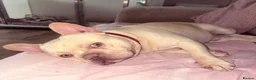 French Bulldog dogs for stud: French Bulldog Stud  - Advert 5