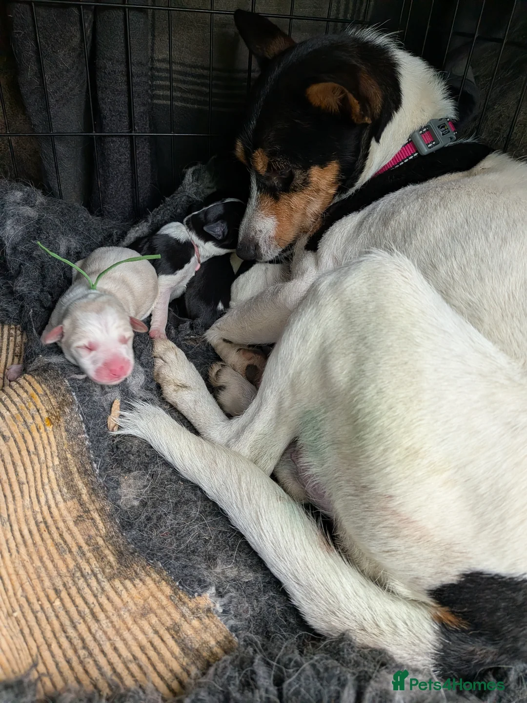 Mixed Breed dogs for sale: Jack Russell cross collies  - Advert 1