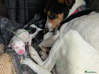 Mixed Breed dogs Jack Russell cross collies - Advert 3