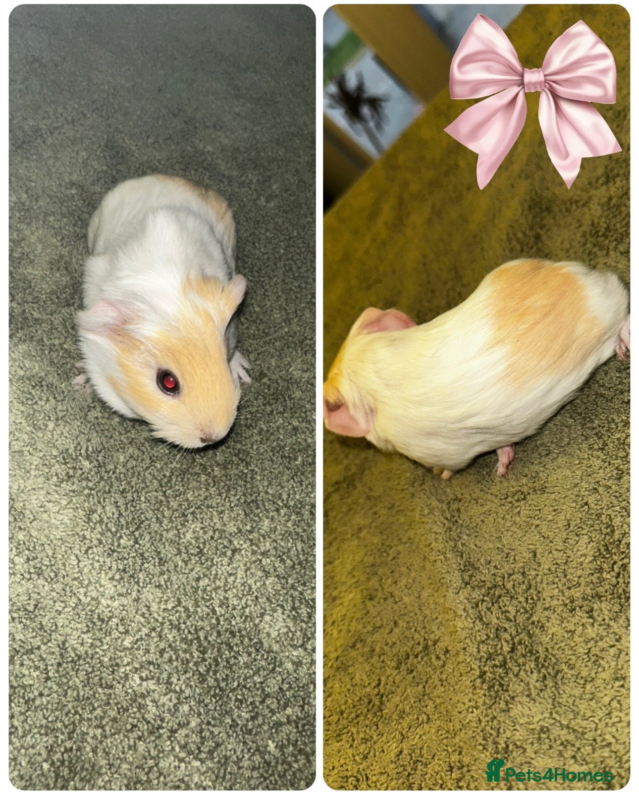 Guinea Pig rodents Baby Guinea pigs  - Advert 6