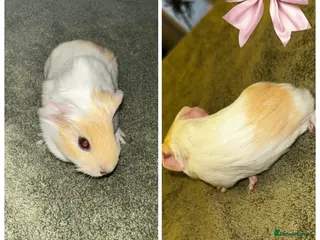 Guinea Pig rodents Baby Guinea pigs - Advert 7