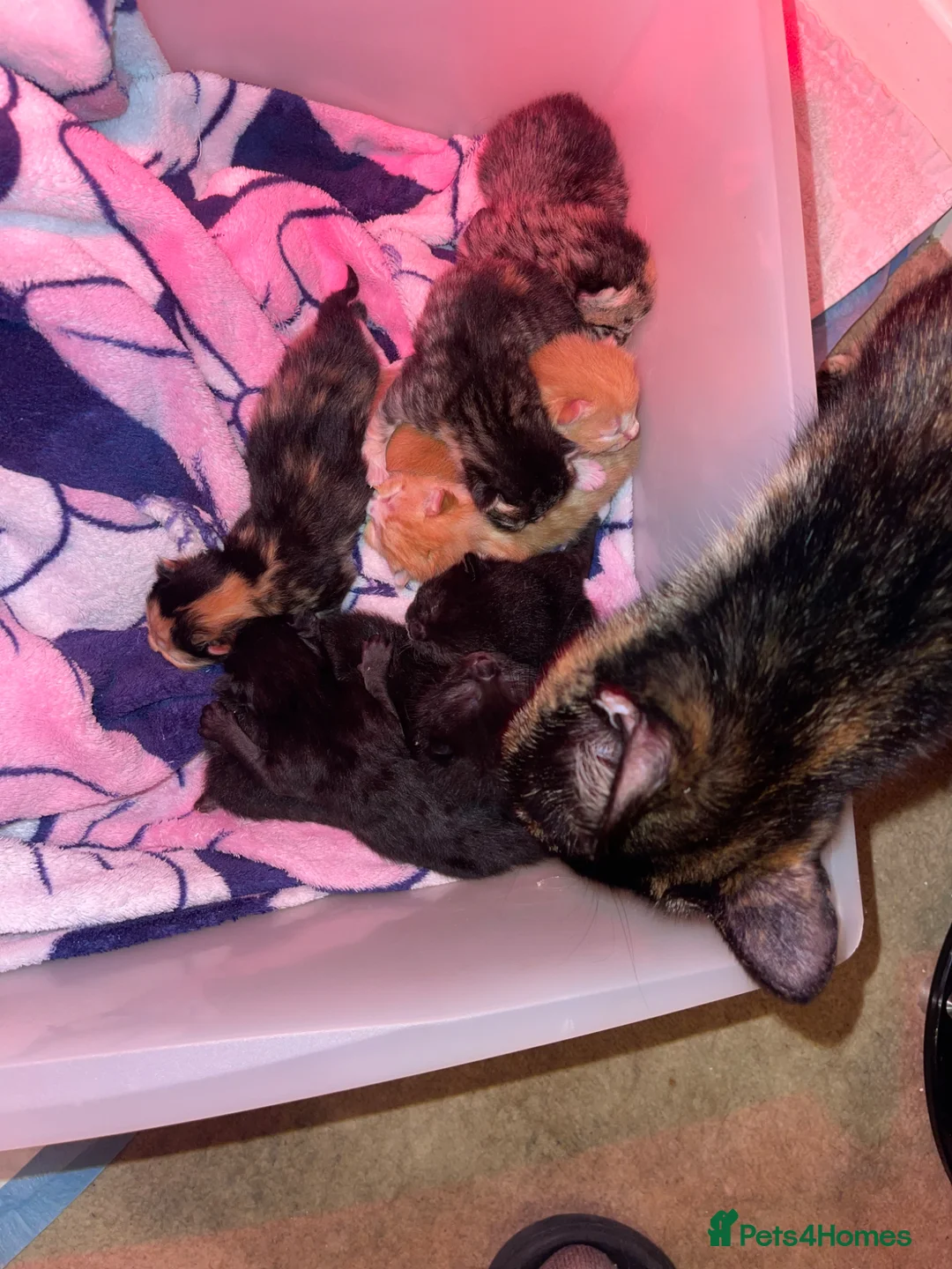 Mixed Breed cats for sale: Kittens  - Advert 1