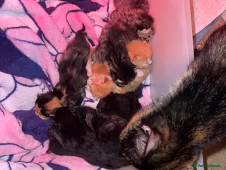 Mixed Breed cats Kittens - Advert 1