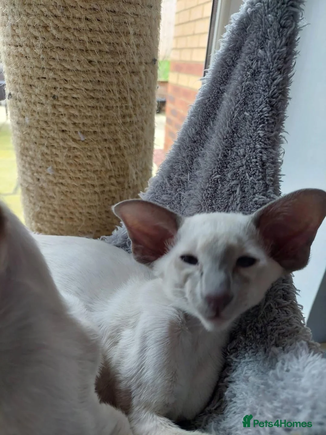 Siamese cats for sale: GCCF registered Siamese Boys - Advert 5