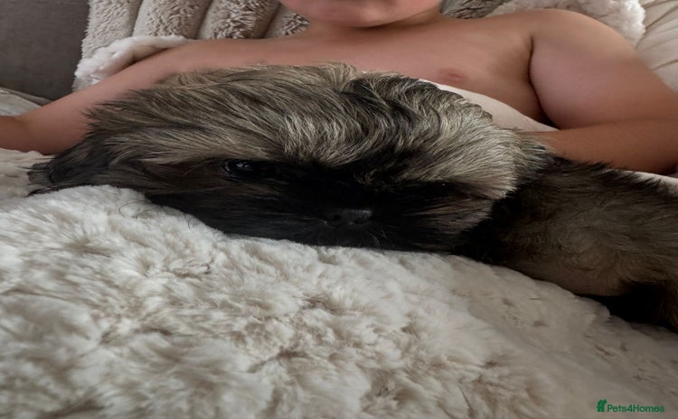 Shih Tzu dogs - Advert 4