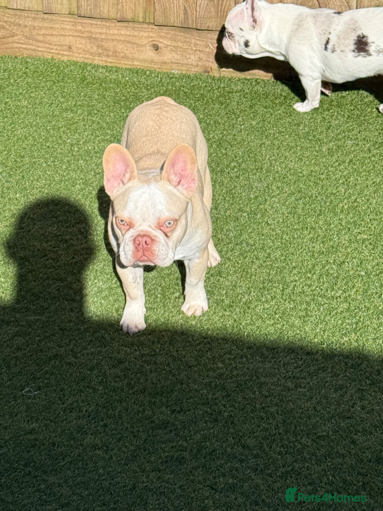 French Bulldog dogs Hikema X Cheeko (French bulldogs) - Advert 2