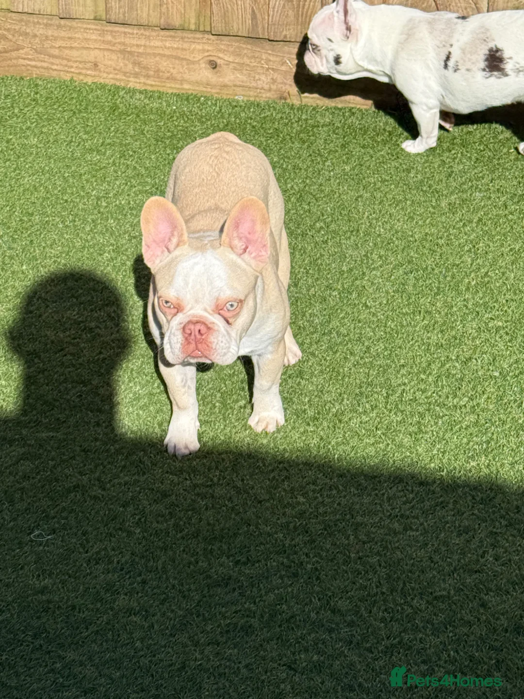 French Bulldog dogs for sale: Hikema X Cheeko (French bulldogs) - Advert 1