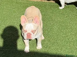 French Bulldog dogs Hikema X Cheeko (French bulldogs) - Advert 2