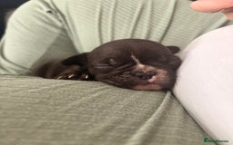 French Bulldog dogs for sale: French bulldogs  - Image 6