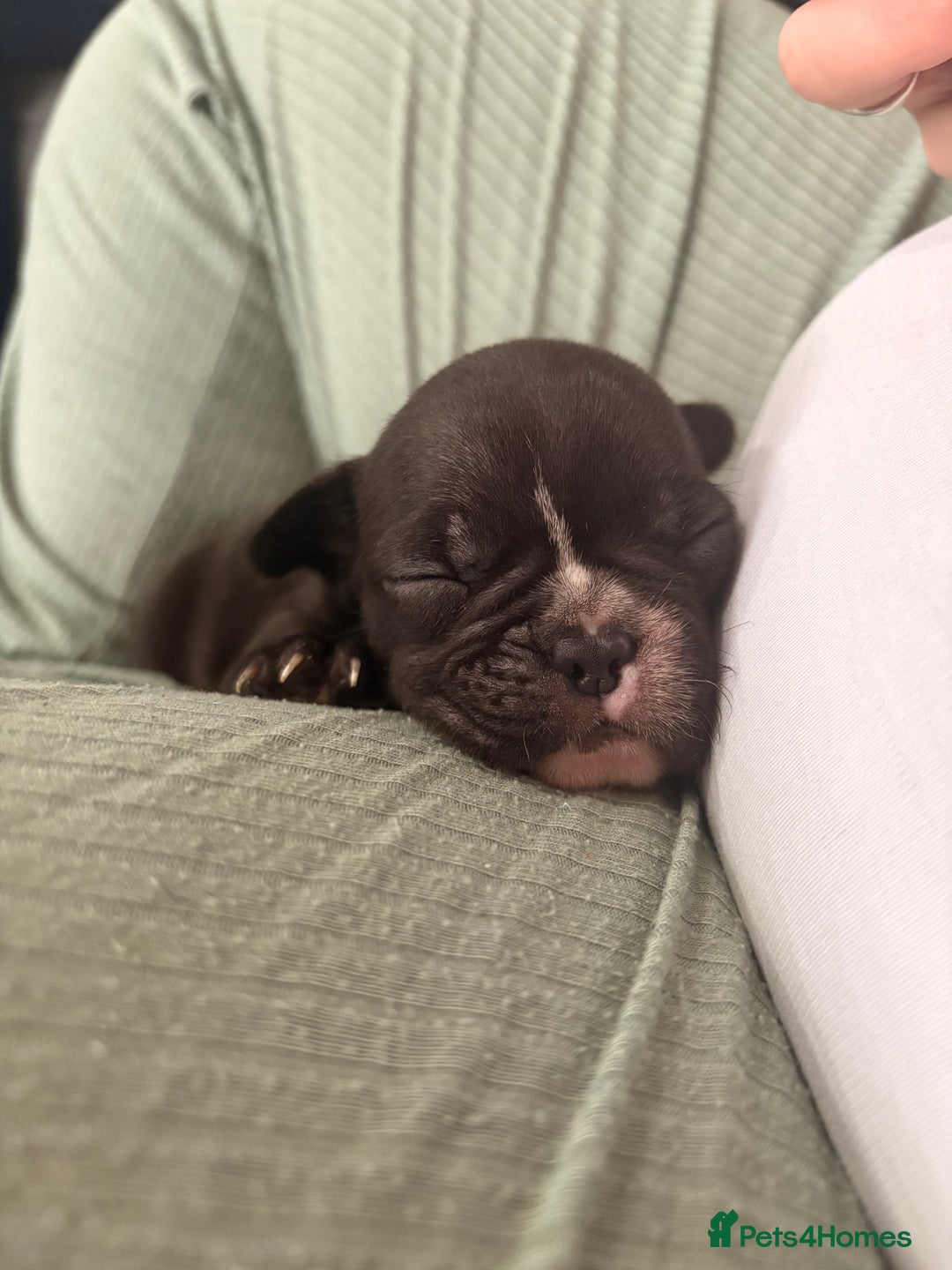 French Bulldog dogs for sale: French bulldogs  - Image 6