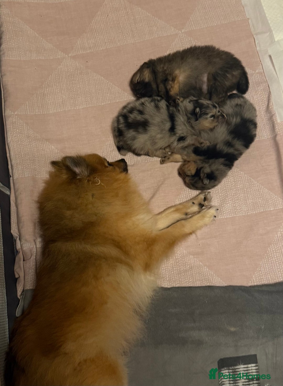 Pomeranian dogs for sale: Adorable Pomeranian Puppies 💙🩷💙 - Advert 10