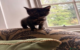 Domestic Shorthair cats for sale: Gorgeous kittens for sale - south of Edinburgh  - Image 9