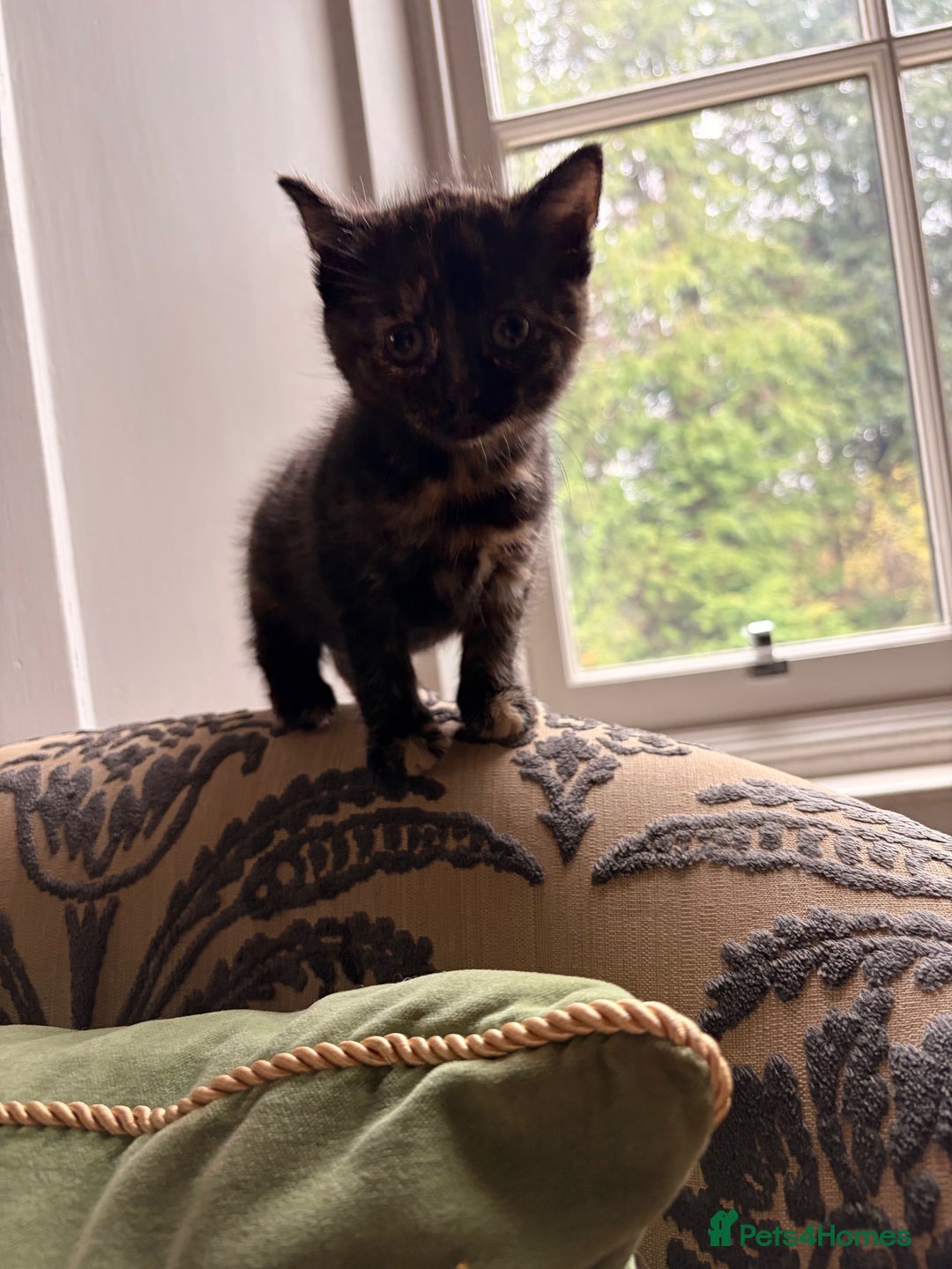 Domestic Shorthair cats for sale: Gorgeous kittens for sale - south of Edinburgh  - Image 9