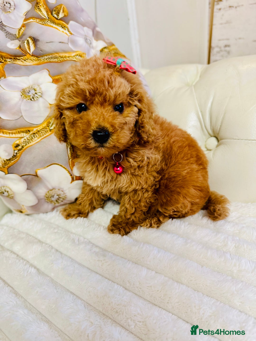 Maltipoo dogs for sale: Exquisite tiny F1 Toy Maltipoo puppies 🐶 🧸  - Image 16
