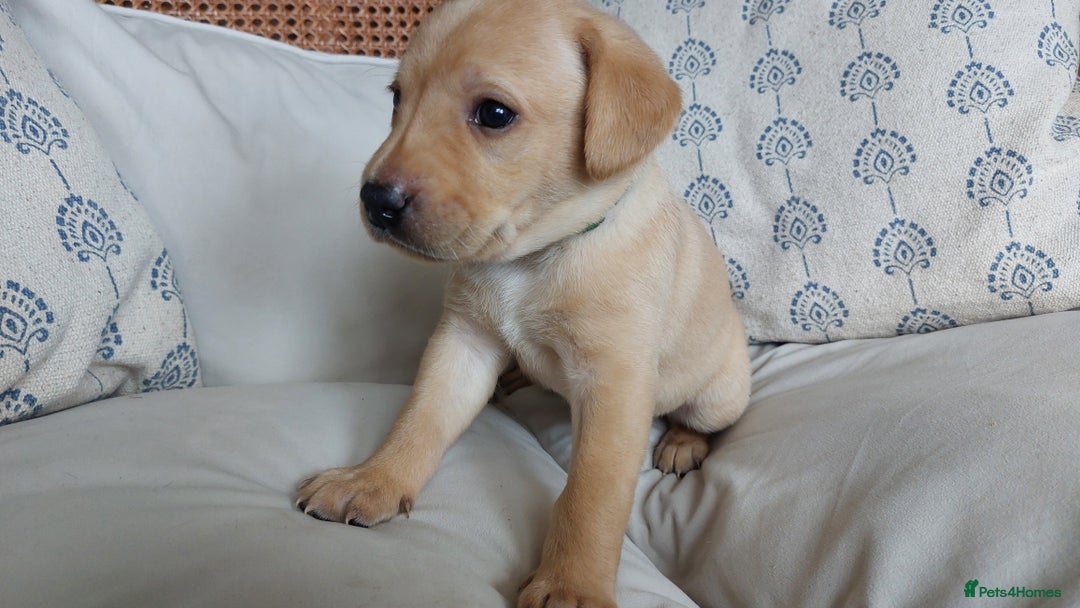 Labrador Retriever dogs for sale: Two Adorable Golden Labrador Girls - Image 3