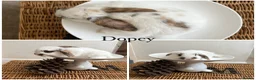 Mixed Breed rabbits for sale: 6 very  tame & pretty babies available August - Advert 3