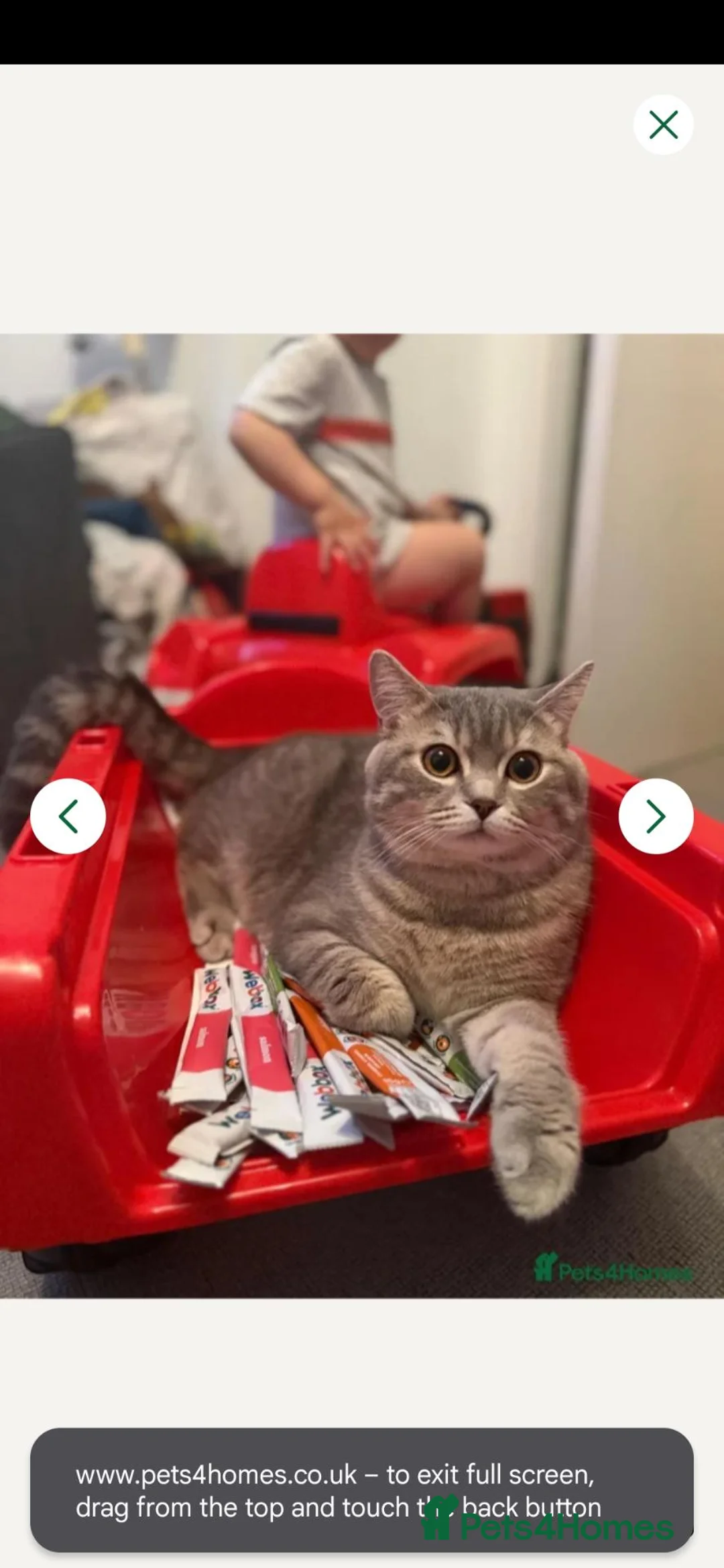 Scottish Fold cats for sale: Beautiful British fold in Wellingborough - Advert 5