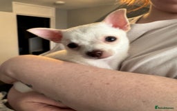 Chihuahua dogs for sale: Beautiful smooth coat chihuahua girl  - Image 1