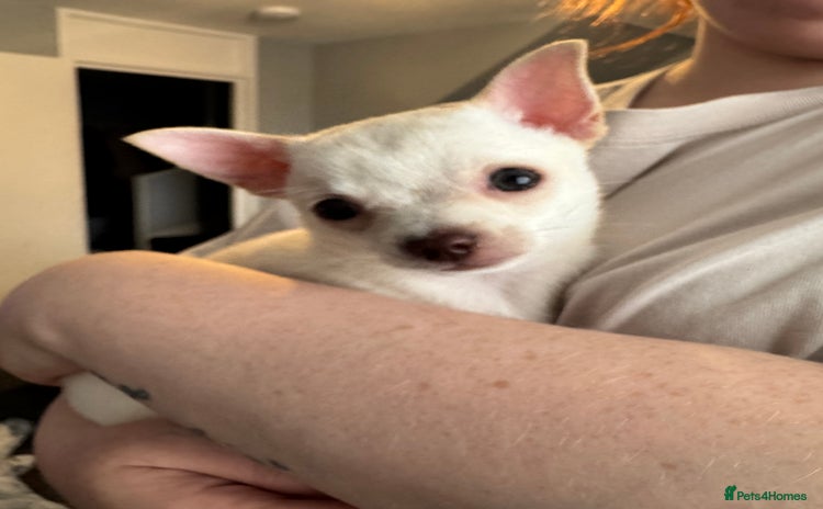 Chihuahua dogs - Advert 1